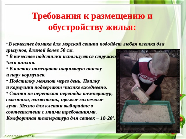 Требования к размещению и обустройству жилья:    В качестве домика для морской свинки подойдет любая клетка для грызунов, длиной более 50 см.  В качестве подстилки используется стружка или опилки.  В клетку помещают шариковую поилку и пару кормушек.  Подстилку меняют через день. Поилку и кормушки подвергают чистке ежедневно.  Свинки не переносят перепады температур, сквозняки, влажность, прямые солнечные лучи. Место для клетки выбирайте в соответствии с этими требованиями. Комфортная температура для свинок – 18-20º. 