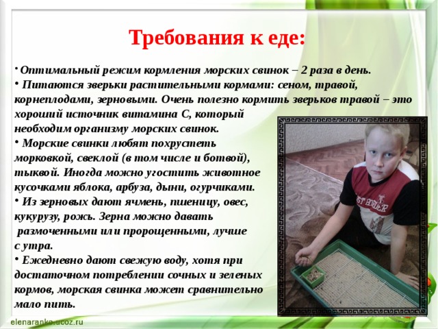 Требования к еде:    Оптимальный режим кормления морских свинок – 2 раза в день.  Питаются зверьки растительными кормами: сеном, травой, корнеплодами, зерновыми. Очень полезно кормить зверьков травой – это хороший источник витамина С, который необходим организму морских свинок.  Морские свинки любят похрустеть морковкой, свеклой (в том числе и ботвой), тыквой. Иногда можно угостить животное кусочками яблока, арбуза, дыни, огурчиками.  Из зерновых дают ячмень, пшеницу, овес, кукурузу, рожь. Зерна можно давать  размоченными или пророщенными, лучше с утра.  Ежедневно дают свежую воду, хотя при достаточном потреблении сочных и зеленых кормов, морская свинка может сравнительно мало пить. 