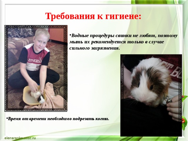 Требования к гигиене:   Водные процедуры свинки не любят, поэтому мыть их рекомендуется только в случае сильного загрязнения. Время от времени необходимо подрезать когти. 