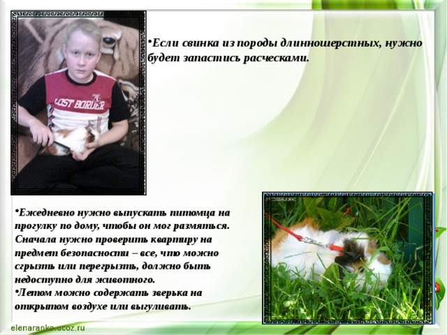 Если свинка из породы длинношерстных, нужно будет запастись расческами. Ежедневно нужно выпускать питомца на прогулку по дому, чтобы он мог размяться. Сначала нужно проверить квартиру на предмет безопасности – все, что можно сгрызть или перегрызть, должно быть недоступно для животного. Летом можно содержать зверька на открытом воздухе или выгуливать. 