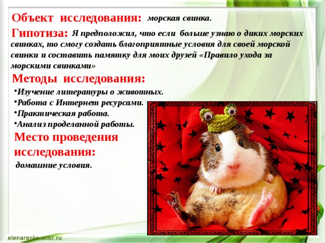 Объект исследования:  морская свинка. Гипотиза:  Я предположил, что если больше узнаю о диких морских свинках, то смогу создать благоприятные условия для своей морской свинки и составить памятку для моих друзей «Правило ухода за морскими свинками» Методы исследования: Изучение литературы о животных. Работа с Интернет ресурсами. Практическая работа. Анализ проделанной работы. Место проведения исследования:  домашние условия. 