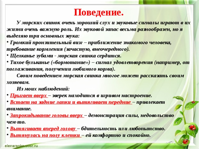 Поведение.    У морских свинок очень хороший слух и звуковые сигналы играют в их жизни очень важную роль. Их звуковой запас весьма разнообразен, но я выделяю три основных звука:  Громкий пронзительный визг – приближение знакомого человека, требование кормления (зачастую, внеочередного).  Щелканье зубами - морская свинка сердится.  Тихое бульканье («бормотание») – сигнал удовлетворения (например, от поглаживания, получении любимого корма).   Своим поведением морская свинка многое может рассказать своим хозяевам.  Из моих наблюдений:  Прыгает вверх – зверек находится в игривом настроение.  Встает на задние лапки и вытягивает передние – привлекает внимание.  Запрокидывание головы вверх – демонстрация силы, недовольство чем-то.  Вытягивает вперед голову – бдительность или любопытство.  Вытянулась на полу клетки – ей комфортно и спокойно. 