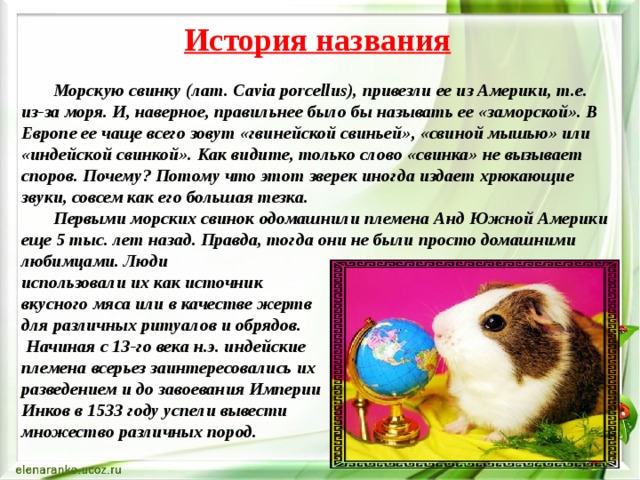 История названия  Морскую свинку (лат. Cavia porcellus), привезли ее из Америки, т.е. из-за моря. И, наверное, правильнее было бы называть ее «заморской». В Европе ее чаще всего зовут «гвинейской свиньей», «свиной мышью» или «индейской свинкой». Как видите, только слово «свинка» не вызывает споров. Почему? Потому что этот зверек иногда издает хрюкающие звуки, совсем как его большая тезка.  Первыми морских свинок одомашнили племена Анд Южной Америки еще 5 тыс. лет назад. Правда, тогда они не были просто домашними любимцами. Люди использовали их как источник вкусного мяса или в качестве жертв для различных ритуалов и обрядов.  Начиная с 13-го века н.э. индейские племена всерьез заинтересовались их разведением и до завоевания Империи Инков в 1533 году успели вывести множество различных пород. 