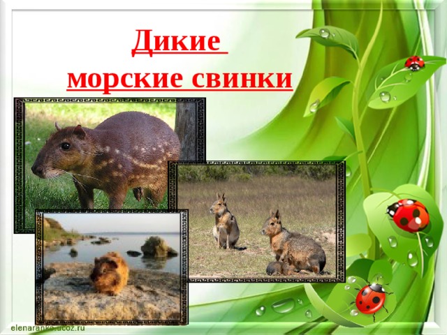 Дикие  морские свинки 