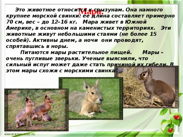 Мара.   Это животное относится к грызунам. Она намного крупнее морской свинки: ее длина составляет примерно 70 см, вес – до 12–16 кг.   Мара живет в Южной Америке, в основном на каменистых территориях.   Эти животные живут небольшими стаями (не более 15 особей). Активны днем, а ночи они проводят, спрятавшись в норы.     Питаются мары растительное пищей.      Мары – очень пугливые зверьки. Ученые выяснили, что сильный испуг может даже стать причиной их гибели. В этом мары схожи с морскими свинками. 