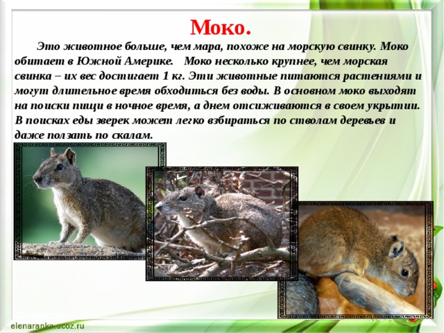 Моко.   Это животное больше, чем мара, похоже на морскую свинку. Моко обитает в Южной Америке.   Моко несколько крупнее, чем морская свинка – их вес достигает 1 кг. Эти животные питаются растениями и могут длительное время обходиться без воды. В основном моко выходят на поиски пищи в ночное время, а днем отсиживаются в своем укрытии. В поисках еды зверек может легко взбираться по стволам деревьев и даже ползать по скалам. 