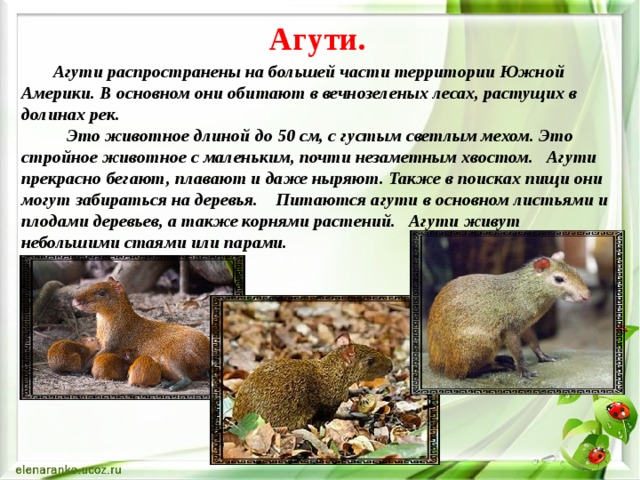Агути.   Агути распространены на большей части территории Южной Америки. В основном они обитают в вечнозеленых лесах, растущих в долинах рек.     Это животное длиной до 50 см, с густым светлым мехом. Это стройное животное с маленьким, почти незаметным хвостом.   Агути прекрасно бегают, плавают и даже ныряют. Также в поисках пищи они могут забираться на деревья.    Питаются агути в основном листьями и плодами деревьев, а также корнями растений.   Агути живут небольшими стаями или парами. 