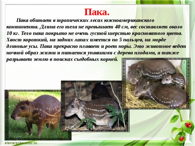 Пака.   Пака обитает в тропических лесах южноамериканского континента. Длина его тела не превышает 40 см, вес составляет около 10 кг. Тело пака покрыто не очень густой шерстью красноватого цвета. Хвост короткий, на задних лапах имеется по 5 пальцев, на морде длинные усы. Пака прекрасно плавает и роет норы. Это животное ведет ночной образ жизни и питается упавшими с дерева плодами, а также разрывает землю в поисках съедобных корней. 