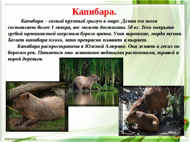 Капибара.       Капибара – самый крупный грызун в мире. Длина его тела составляет более 1 метра, вес может достигать 50 кг. Тело покрыто грубой щетинистой шерстью бурого цвета. Уши короткие, морда тупая. Бегает капибара плохо, зато прекрасно плавает и ныряет.  Капибара распространена в Южной Америке. Она живет в лесах по берегам рек. Питается это животное водяными растениями, травой и корой деревьев. 
