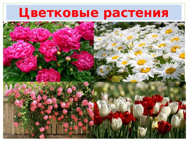 "Разнообразие растений" 3 класс Презентация