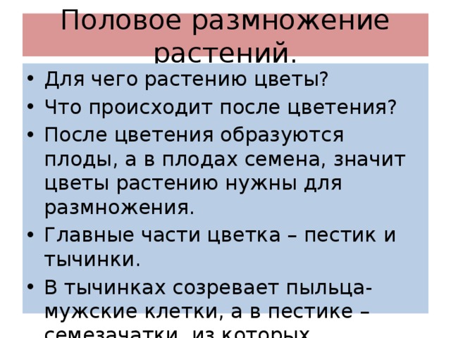 Половое размножение растений. Для чего растению цветы? Что происходит после цветения? После цветения образуются плоды, а в плодах семена, значит цветы растению нужны для размножения. Главные части цветка – пестик и тычинки. В тычинках созревает пыльца- мужские клетки, а в пестике – семезачатки, из которых образуется плод после опыления. 