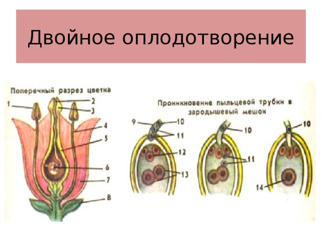 Схема двойного оплодотворения у растений