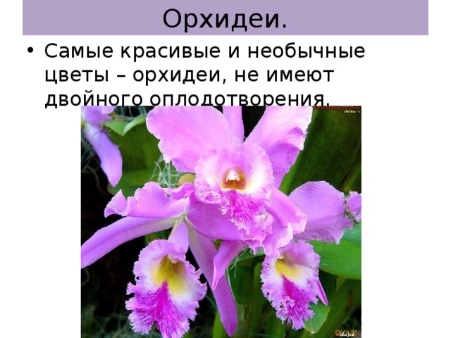 Орхидеи. Самые красивые и необычные цветы – орхидеи, не имеют двойного оплодотворения. 