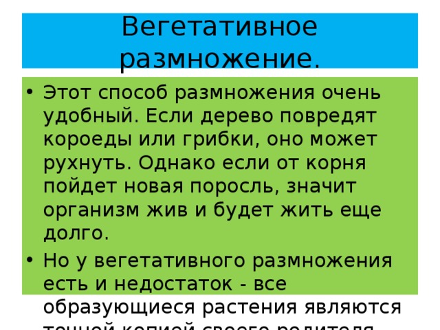 Вегетативное размножение. Этот способ размножения очень удобный. Если дерево повредят короеды или грибки, оно может рухнуть. Однако если от корня пойдет новая поросль, значит организм жив и будет жить еще долго. Но у вегетативного размножения есть и недостаток - все образующиеся растения являются точной копией своего родителя. 