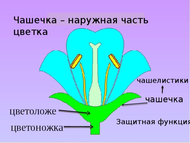 Чашечка – наружная часть цветка чашелистики чашечка цветоложе Защитная функция цветоножка  