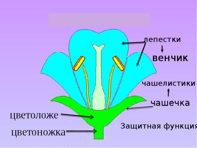 лепестки венчик чашелистики чашечка цветоложе Защитная функция цветоножка  