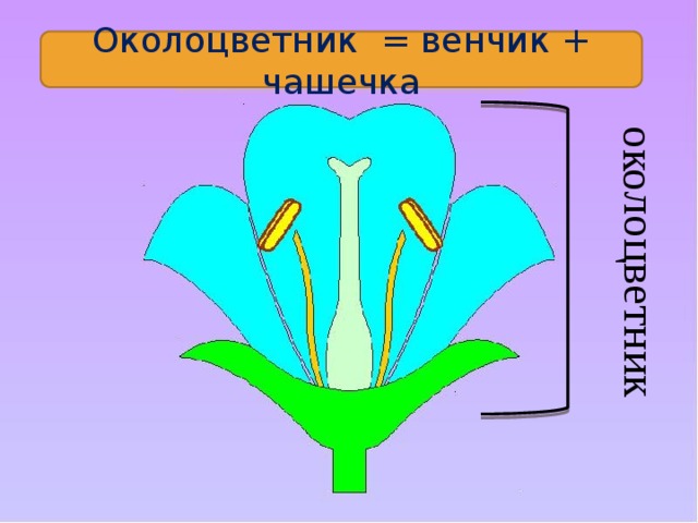 Двойной околоцветник состоит из пестика и тычинок