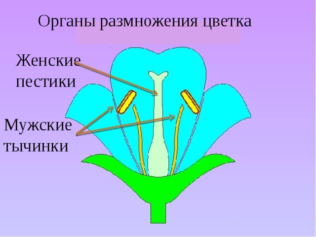 Органы размножения цветка Женские пестики Мужские тычинки  