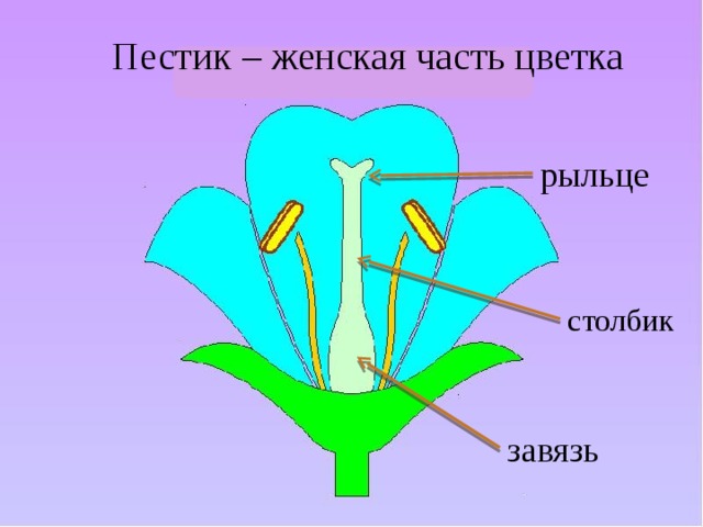 Пестик – женская часть цветка рыльце столбик завязь 