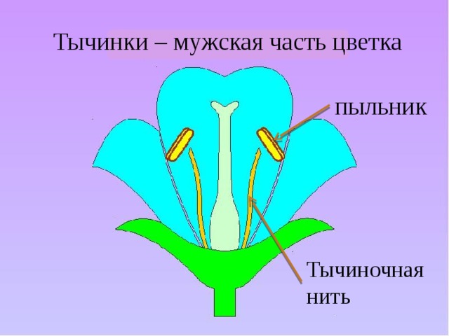 Тычинки – мужская часть цветка пыльник Тычиночная нить 