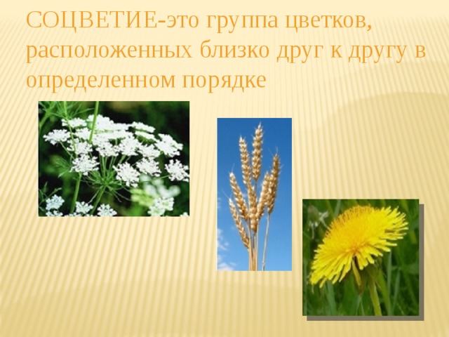СОЦВЕТИЕ-это группа цветков, расположенных близко друг к другу в определенном порядке 