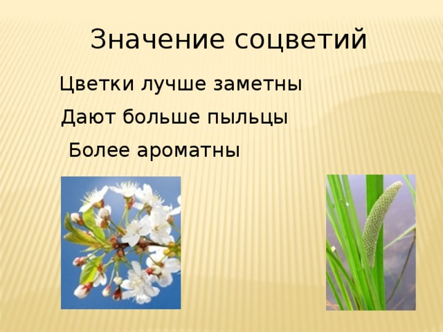 Значение соцветий Цветки лучше заметны Дают больше пыльцы Более ароматны 