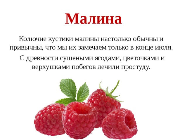 Малина Колючие кустики малины настолько обычны и привычны, что мы их замечаем только в конце июля.  С древности сушеными ягодами, цветочками и верхушками побегов лечили простуду. 