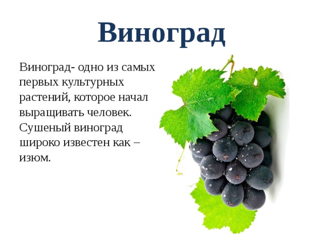 Виноград Виноград- одно из самых первых культурных растений, которое начал выращивать человек. Сушеный виноград широко известен как – изюм. 