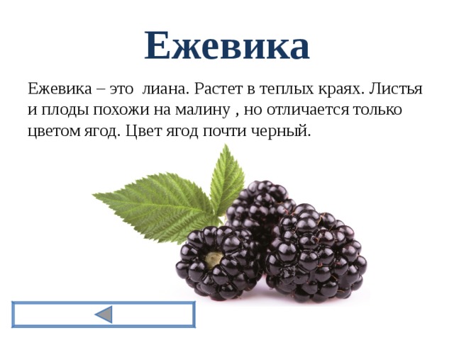Ежевика Ежевика – это лиана. Растет в теплых краях. Листья и плоды похожи на малину , но отличается только цветом ягод. Цвет ягод почти черный. 