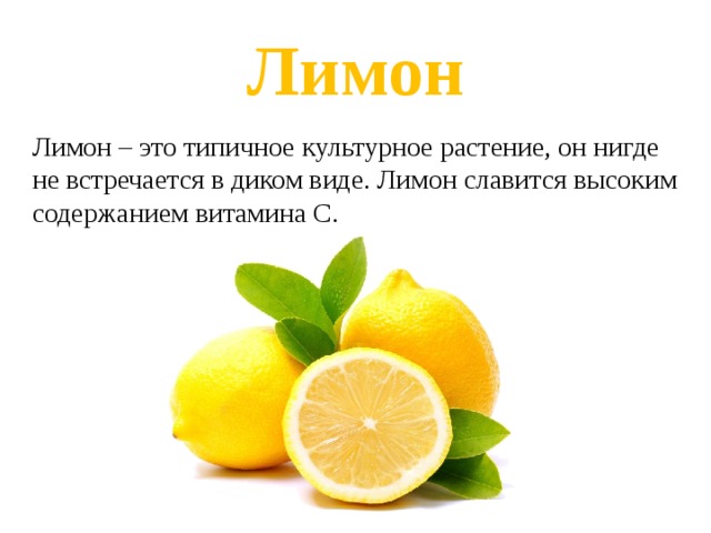 Лимон Лимон – это типичное культурное растение, он нигде не встречается в диком виде. Лимон славится высоким содержанием витамина С. 