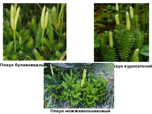 Плаун среда обитания водная. Плаун куропаточий. Плауны Баранец булавовидный сплюснутый. Плаун можжевельниковый. Плаун Баранец плаун булавовидный 6 класс.
