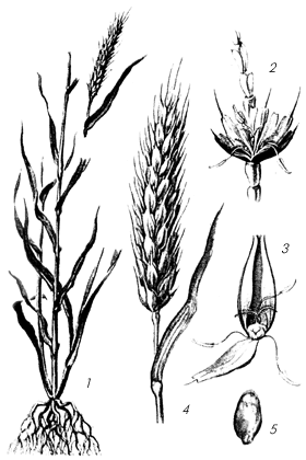 Рисунок схема любого зернового растения
