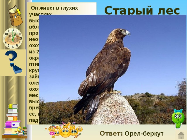  Старый лес    Он живет в глухих участках высокоствольного леса, вблизи открытых пространств, необходимых для охоты. Кладка состоит из 2 яиц грязно-белой окраски. Взрослые птицы кормятся более крупными зверями: зайцами, лисицами, оленями, за которыми охотятся в открытых местах. Свою жертву он высматривает сверху во время полета и, заметив ее, камнем на нее падает, сложив крылья. Ответ: Орел-беркут 