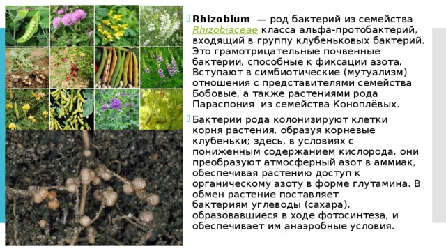 Rhizobium   — род бактерий из семейства Rhizobiaceae  класса альфа-протобактерий, входящий в группу клубеньковых бактерий. Это грамотрицательные почвенные бактерии, способные к фиксации азота. Вступают в симбиотические (мутуализм) отношения с представителями семейства Бобовые, а также растениями рода Параспония  из семейства Коноплёвых. Бактерии рода колонизируют клетки корня растения, образуя корневые клубеньки; здесь, в условиях с пониженным содержанием кислорода, они преобразуют атмосферный азот в аммиак, обеспечивая растению доступ к органическому азоту в форме глутамина. В обмен растение поставляет бактериям углеводы (сахара), образовавшиеся в ходе фотосинтеза, и обеспечивает им анаэробные условия. 