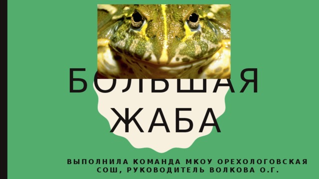 Большая жаба Выполнила команда МКОУ орехологовская СОШ, руководитель волкова О.Г. 