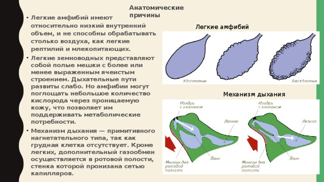 Анатомические причины Легкие амфибий имеют относительно низкий внутренний объем, и не способны обрабатывать столько воздуха, как легкие рептилий и млекопитающих. Легкие земноводных представляют собой полые мешки с более или менее выраженным ячеистым строением. Дыхательные пути развиты слабо. Но амфибии могут поглощать небольшое количество кислорода через проницаемую кожу, что позволяет им поддерживать метаболические потребности. Механизм дыхания — примитивного нагнетательного типа, так как грудная клетка отсутствует. Кроме легких, дополнительный газообмен осуществляется в ротовой полости, стенка которой пронизана сетью капилляров. Легкие амфибий Механизм дыхания 