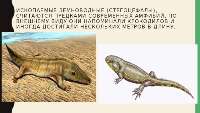 ископаемые земноводные (стегоцефалы), считаются предками современных амфибий, По внешнему виду они напоминали крокодилов и иногда достигали нескольких метров в длину. 