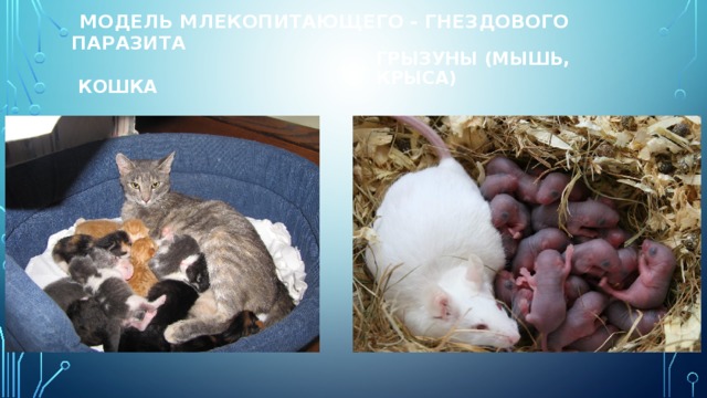  модель млекопитающего - гнездового паразита   кошка Грызуны (мышь, крыса) 