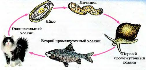 Какой цифрой обозначена на рисунке циста кошачьей двуустки