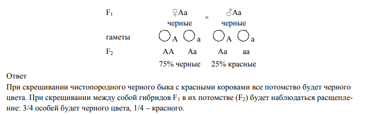 При скрещивании черного. При скрещивании чистопородных. При скрещивании между собой чистопородных белых кур. При скрещивании между собой чистопородных белых голубей.