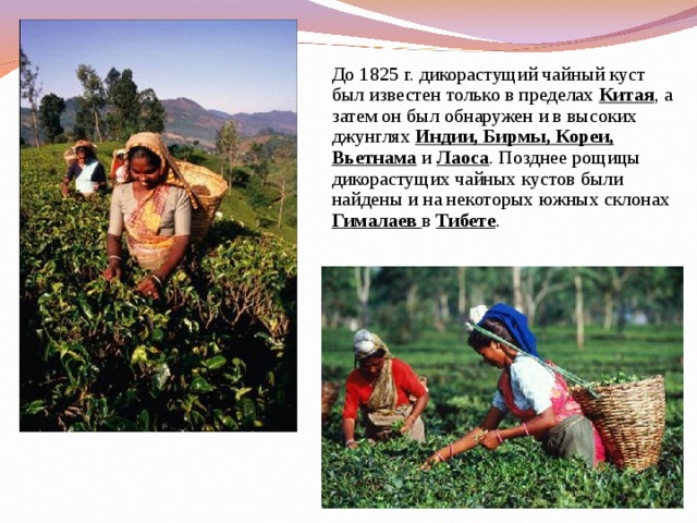 До 1825 г. дикорастущий чайный куст был известен только в пределах Китая , а затем он был обнаружен и в высоких джунглях Индии, Бирмы, Кореи, Вьетнама и Лаоса . Позднее рощицы дикорастущих чайных кустов были найдены и на некоторых южных склонах Гималаев в Тибете . До 1825 г. дикорастущий чайный куст был известен только в пределах Китая , а затем он был обнаружен и в высоких джунглях Индии, Бирмы, Кореи, Вьетнама и Лаоса . Позднее рощицы дикорастущих чайных кустов были найдены и на некоторых южных склонах Гималаев в Тибете . До 1825 г. дикорастущий чайный куст был известен только в пределах Китая , а затем он был обнаружен и в высоких джунглях Индии, Бирмы, Кореи, Вьетнама и Лаоса . Позднее рощицы дикорастущих чайных кустов были найдены и на некоторых южных склонах Гималаев в Тибете . 