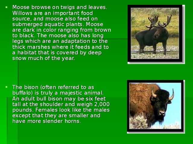 Moose browse on twigs and leaves. Willows are an important food source, and moose also feed on submerged aquatic plants. Moose are dark in color ranging from brown to black. The moose also has long legs which are an adaptation to the thick marshes where it feeds and to a habitat that is covered by deep snow much of the year.     The bison (often referred to as buffalo) is truly a majestic animal. An adult bull bison may be six feet tall at the shoulder and weigh 2,000 pounds. Females look like the males except that they are smaller and have more slender horns. 