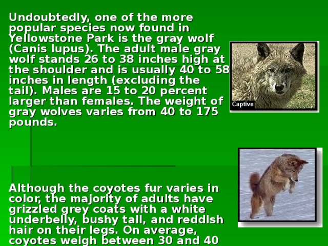 Undoubtedly, one of the more popular species now found in Yellowstone Park is the gray wolf (Canis lupus). The adult male gray wolf stands 26 to 38 inches high at the shoulder and is usually 40 to 58 inches in length (excluding the tail). Males are 15 to 20 percent larger than females. The weight of gray wolves varies from 40 to 175 pounds.     Although the coyotes fur varies in color, the majority of adults have grizzled grey coats with a white underbelly, bushy tail, and reddish hair on their legs. On average, coyotes weigh between 30 and 40 pounds, about half that of a wolf.  