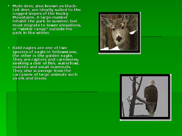 Mule deer,  also known as black-tail deer, are ideally suited to the rugged slopes of the Rocky Mountains. A large number inhabit the park in summer, but most migrate to lower elevations, or 