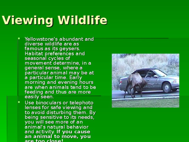 Viewing Wildlife Yellowstone's abundant and diverse wildlife are as famous as its geysers. Habitat preferences and seasonal cycles of movement determine, in a general sense, where a particular animal may be at a particular time. Early morning and evening hours are when animals tend to be feeding and thus are more easily seen. Use binoculars or telephoto lenses for safe viewing and to avoid disturbing them. By being sensitive to its needs, you will see more of an animal's natural behavior and activity. If you cause an animal to move, you are too close!  