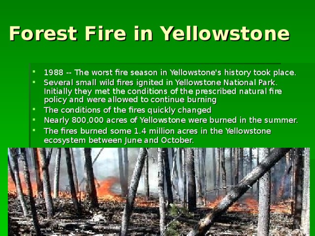 Forest Fire in Yellowstone 1988 -- The worst fire season in Yellowstone's history took place.  Several small wild fires ignited in Yellowstone National Park. Initially they met the conditions of the prescribed natural fire policy and were allowed to continue burning The conditions of the fires quickly changed Nearly 800,000 acres of Yellowstone were burned in the summer. The fires burned some 1.4 million acres in the Yellowstone ecosystem between June and October.   