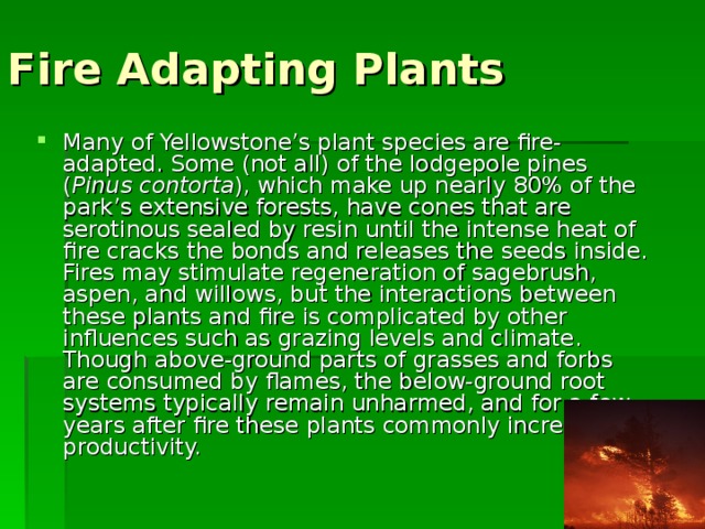 Fire Adapting Plants Many of Yellowstone’s plant species are fire-adapted. Some (not all) of the lodgepole pines ( Pinus contorta ), which make up nearly 80% of the park’s extensive forests, have cones that are serotinous sealed by resin until the intense heat of fire cracks the bonds and releases the seeds inside. Fires may stimulate regeneration of sagebrush, aspen, and willows, but the interactions between these plants and fire is complicated by other influences such as grazing levels and climate. Though above-ground parts of grasses and forbs are consumed by flames, the below-ground root systems typically remain unharmed, and for a few years after fire these plants commonly increase in productivity. 