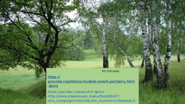  Источник  https:// grounde.ru/gibiskus-tsvetok-smerti-pochemu.html -фото https://yandex.ru/search/?-фото http://www.steaklovers.menu/food/8047?utm_campaign=transit&utm_source=mirtesen&utm_medium=news&from=mirtesen-информация. 