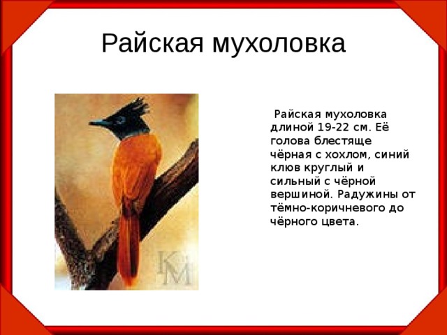 Райская мухоловка  Райская мухоловка длиной 19-22 см. Её голова блестяще чёрная с хохлом, синий клюв круглый и сильный с чёрной вершиной. Радужины от тёмно-коричневого до чёрного цвета. 