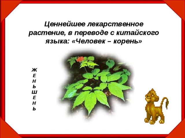 Ценнейшее лекарственное растение, в переводе с китайского языка: «Человек – корень» Ж Е Н Ь Ш Е Н Ь 